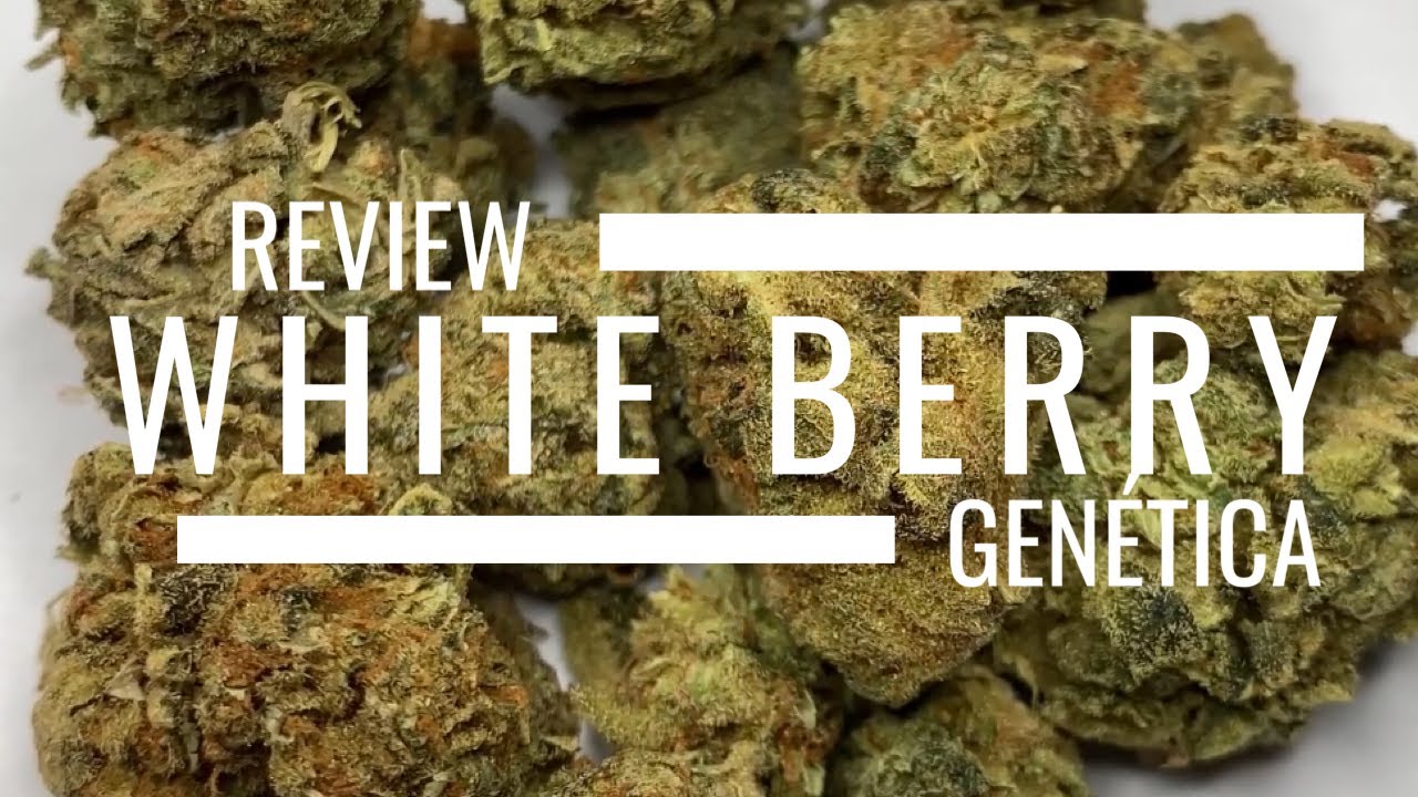 REVIEW GENÉTICA: WHITE BERRY