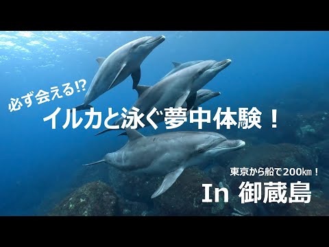 【必ず会える⁉】ドルフィンスイム in 御蔵島