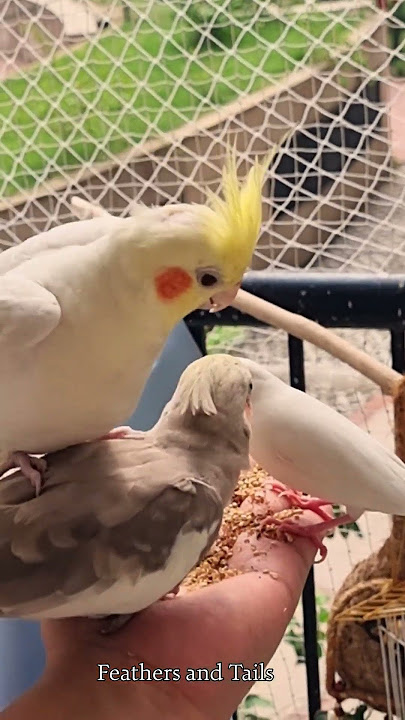 Tempted and thrilled, Snowy jumps straight onto Ginger | Funny Stories of Cockatiel #birds #parrot