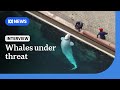 Whales may be spared euthanasia after marine park exodus | The World | ABC NEWS