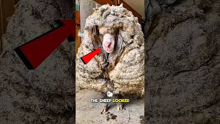This Sheep Was Trapped In Her Own Wool! 😭🔥#shorts #animalfacts #amazing #trending