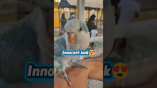 Blue Quaker – Innocent Eyes, Pure Heart..#quakerparrot #parrot #shorts #quakerparrot #fyp #parrots