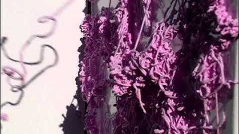 Purple Silly String in Slow Motion
