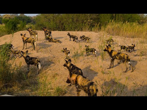HUGE wild dog pack with puppies!!