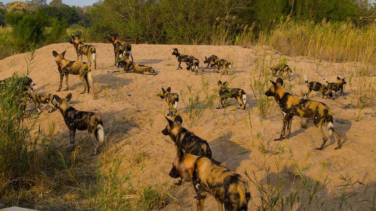HUGE wild dog pack with puppies!! YouTube