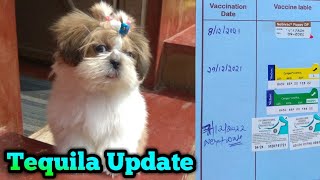 ⁣Tequila Vaccination Update | Tequila Shih Tzu Puppy | Kannada Vlog | Pet care Kannada