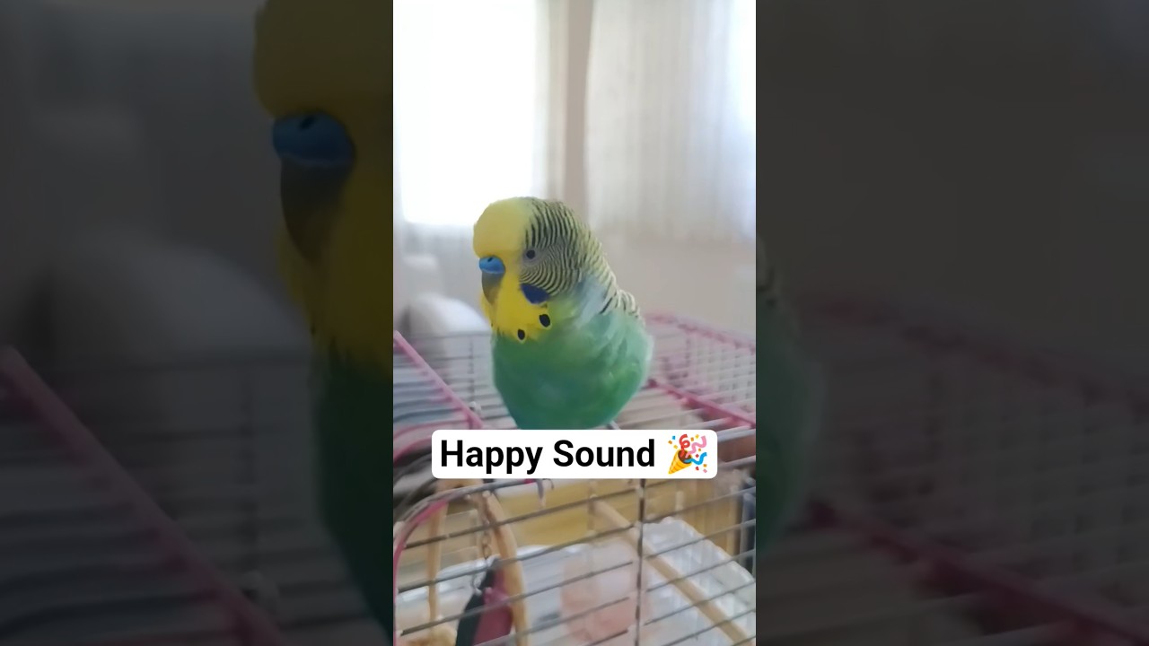 🐦Mutluluk 🐦 Muhabbet Kuşu Cenneti #muhabbetkuşu #birds #birdsong #budgies #parrot