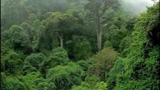 Welcome Congo Rain Forest, Africa