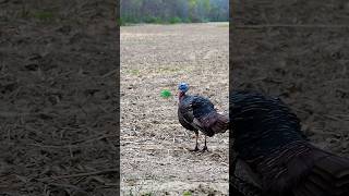 The Head Hunter Broadhead Leaves No Survivors