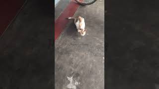 gpay#funnyshorts#cat#comedy#pet#funny#yt#petlover#funnyface#catvideos#catshorts#titmouse#eyecatchy#