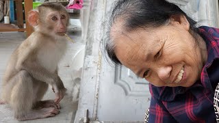 Monkey Lambo was curious when he saw Grandma working hard to make a shelter for her chicks