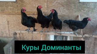 Отзыв. Куры Доминанты