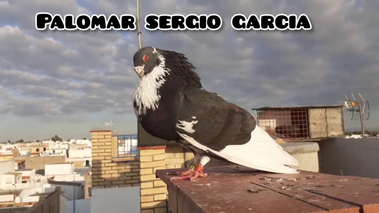 GRABO A MI PALOMO LADRÓN Y OCURRE ÉSTO!!