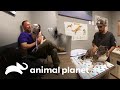 Procedimientos que cambiaron la vida de perros y sus dueños | Dr. Jeff, Veterinario | Animal Planet