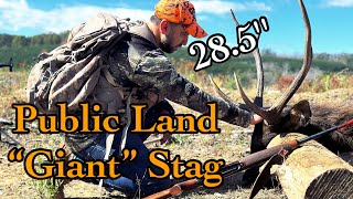 Public Land Sambar Stag of a Lifetime! II How to Cape for a Shoulder Mount II Hunting Australia 2024 screenshot 4