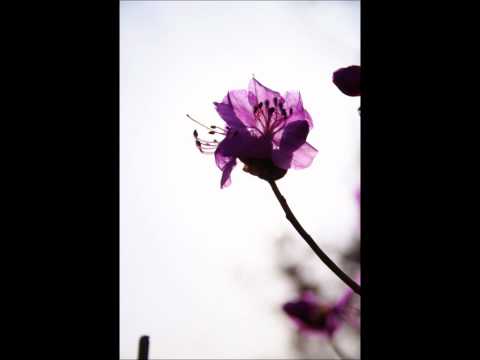 노바소닉(NOVASONIC) 진달래꽃 영상