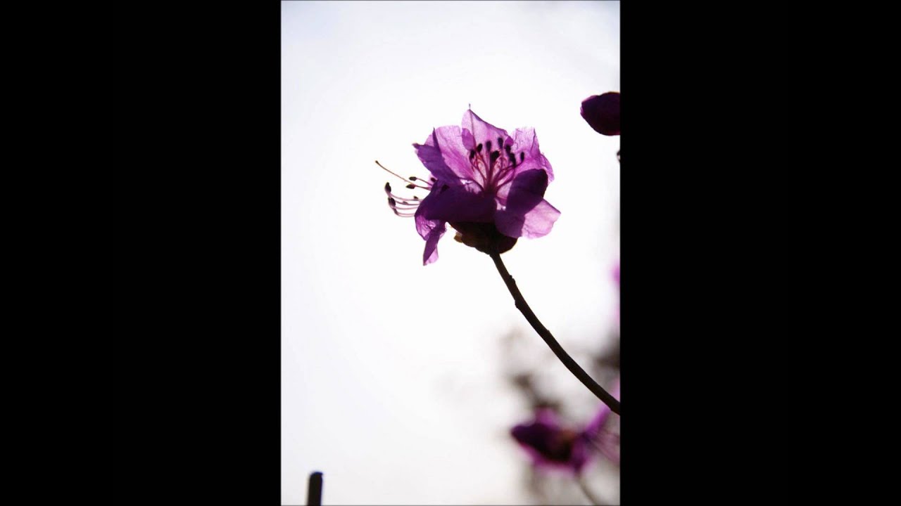 노바소닉 - 진달래꽃