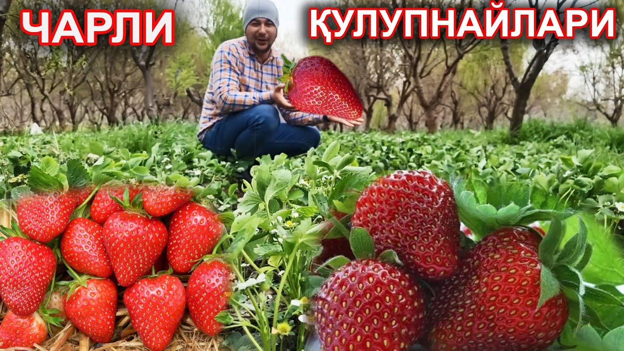 Куп вақт сақланувчи Қулупнай Чарли