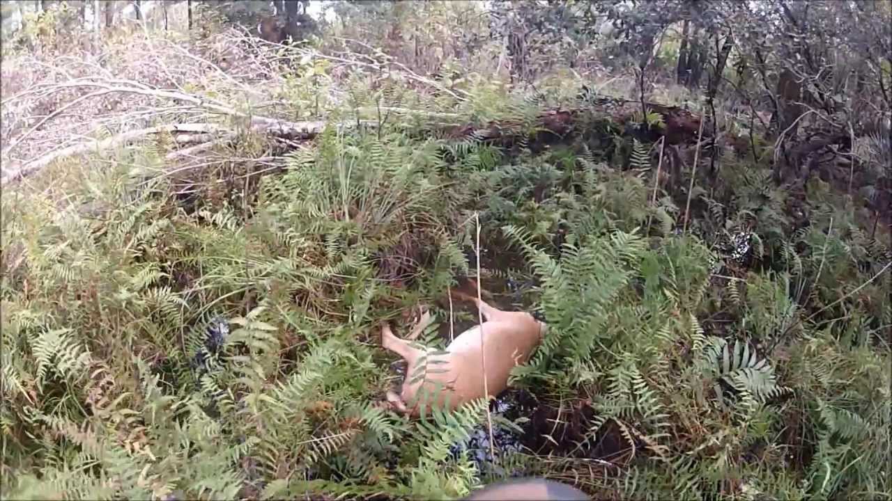 Bow Hunting Kill GoPro Hero2 HD Bull Creek WMA Florida YouTube bow-hunting-kill-gopro-hero2-hd-bull-creek-wma-florida-youtube