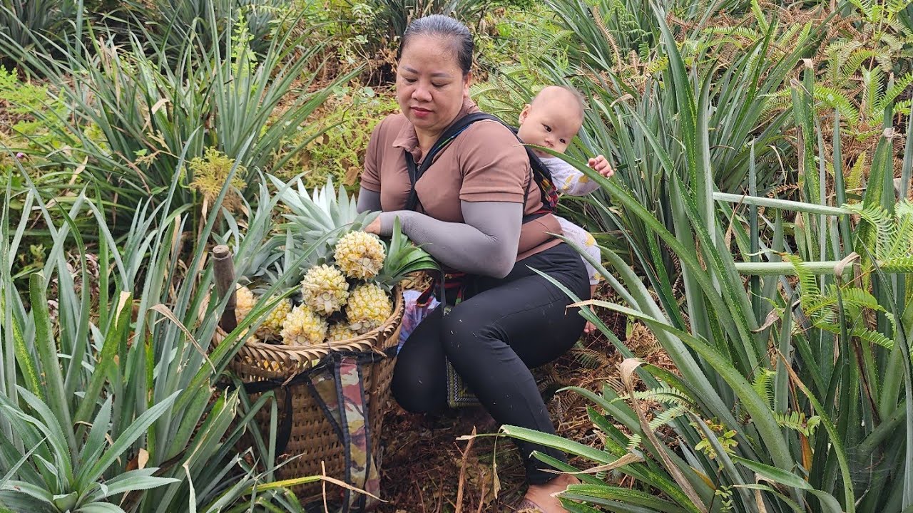 Harvesting wild pineapples to sell. the life of a single mother - YouTube
