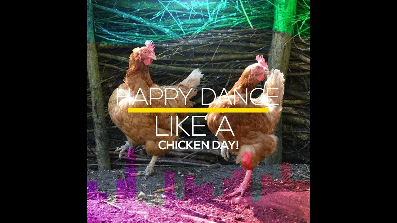 National Dance Like A Chicken Day YouTube