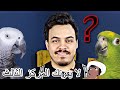 افضل ١٠ ببغاوات وطيور متكلمه 