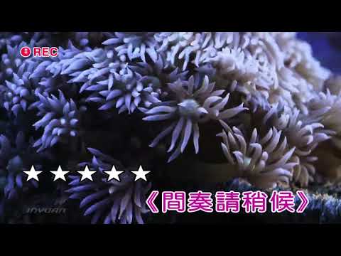 想厝的人