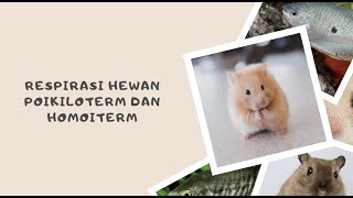 Respirasi Hewan Poikiloterm dan Homoiterm || Fisiologi Hewan