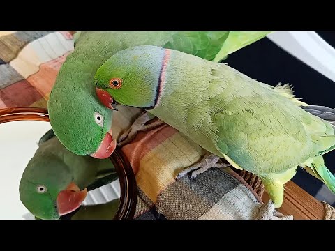 Parrot Talking in Mirror So Funny