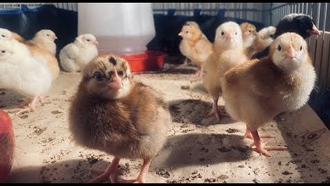 baby chicks chirping noise - sounds to help your chicks hatch - chicken out of egg - cute hatching