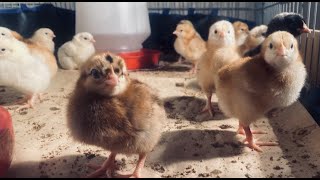 baby chicks chirping noise - sounds to help your chicks hatch - chicken out of egg - cute hatching