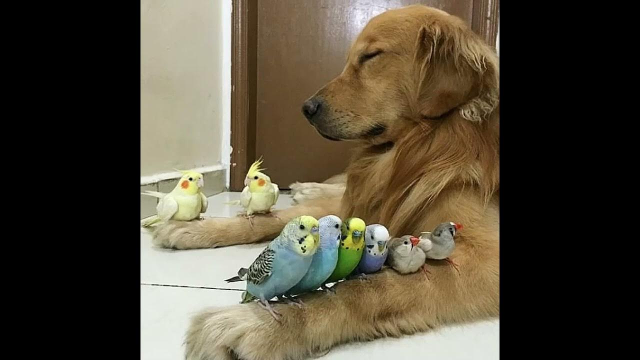 Домашние любимцы. Питомцы на белом фоне. Котенок и попугай. Собака кот и попугай. Собака кошка хомяк.