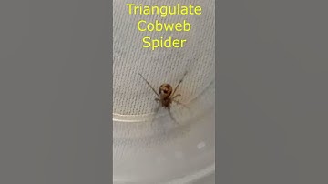 Triangulate Cobweb Spider