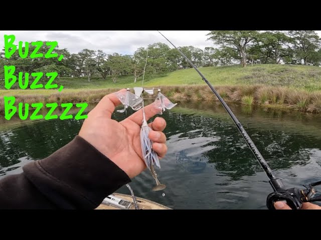 buzz reel fishing Feed 5.6