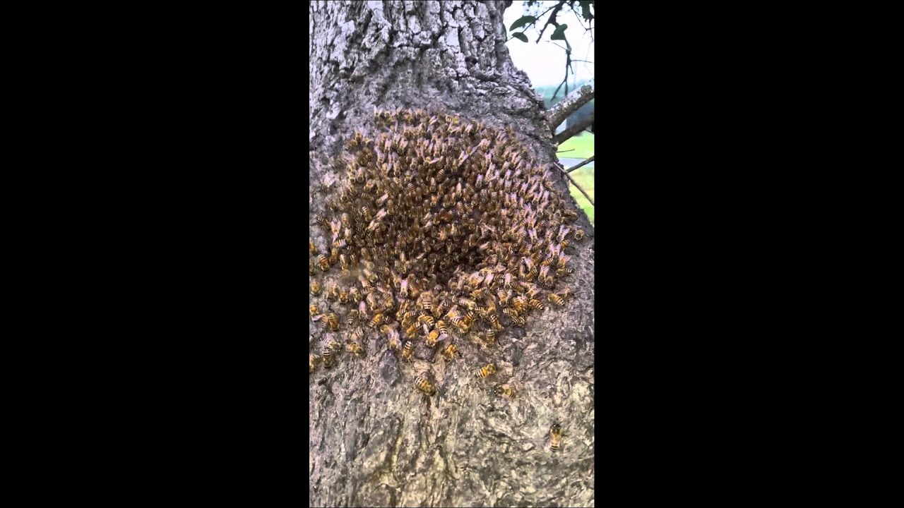 Honey Bee Removal, Honey Bee Control, San Antonio