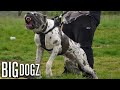 Bandit - The 130lb Mastiff/Great Dane Bandog | BIG DOGZ