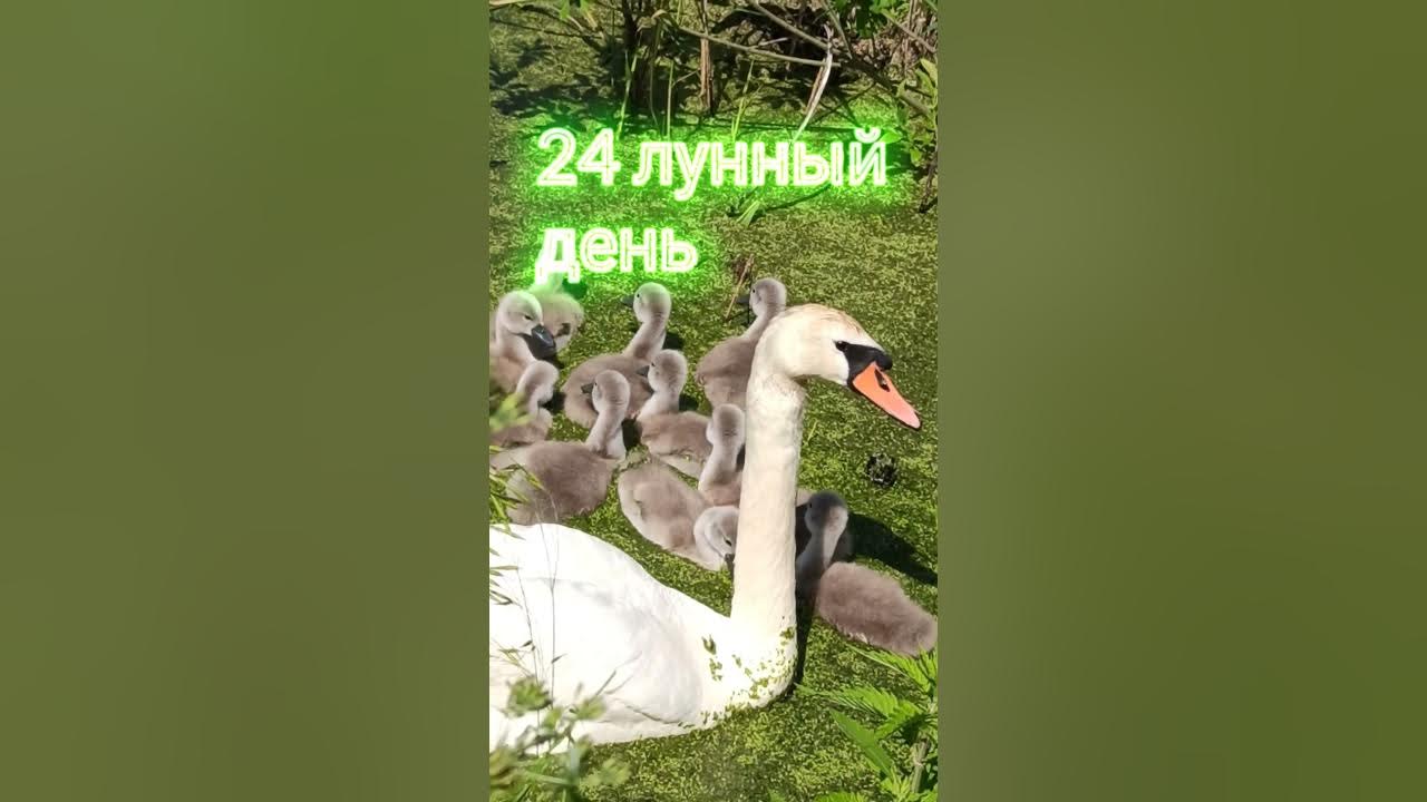 13. 13. 12 лунный день чаша грааля. Лунный календарь на март 2023 год. Красивая картинка 24 лунный день.
