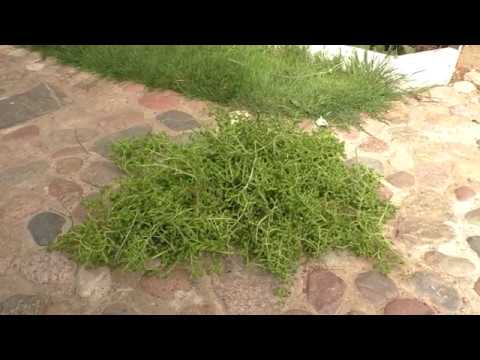 Нормировка виноградного куста гроздями
