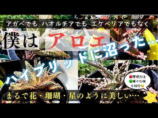 アロエハイブリッド Belfiore aloe hyb ネイビータグ株 【アロエ