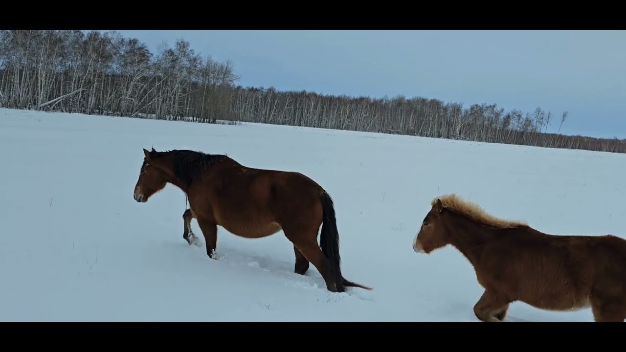 Потерянная кобыла чуть не ушла за кордон. Перегон табуна на глистогонку. раздача лошадей. лютая зима