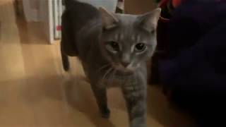 Cats and the singing birthday card