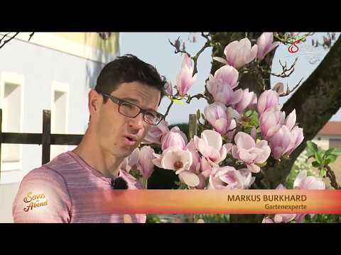 Video: Wo wächst Magnolie?
