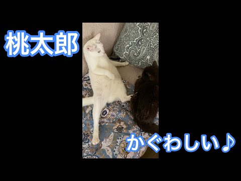 老猫と嫌がる猫