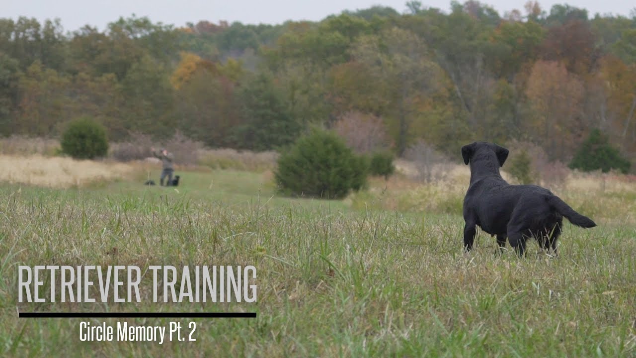 Circle Memory Part 2- Labrador Retriever Training