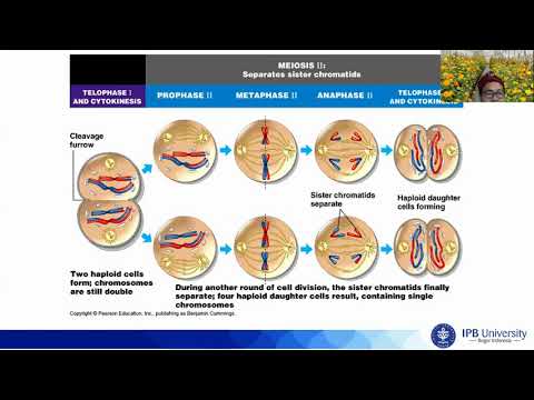 Video: Mengapa meiosis penting untuk keragaman genetik?