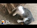 Kitten Gets Her Head Stuck In A Log | The Dodo