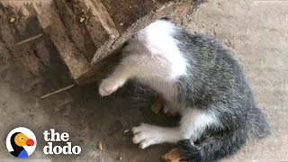 Kitten Gets Her Head Stuck In A Log | The Dodo