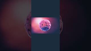 fertilization 3d animation explanation