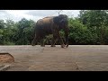 Kabaraya the elephant