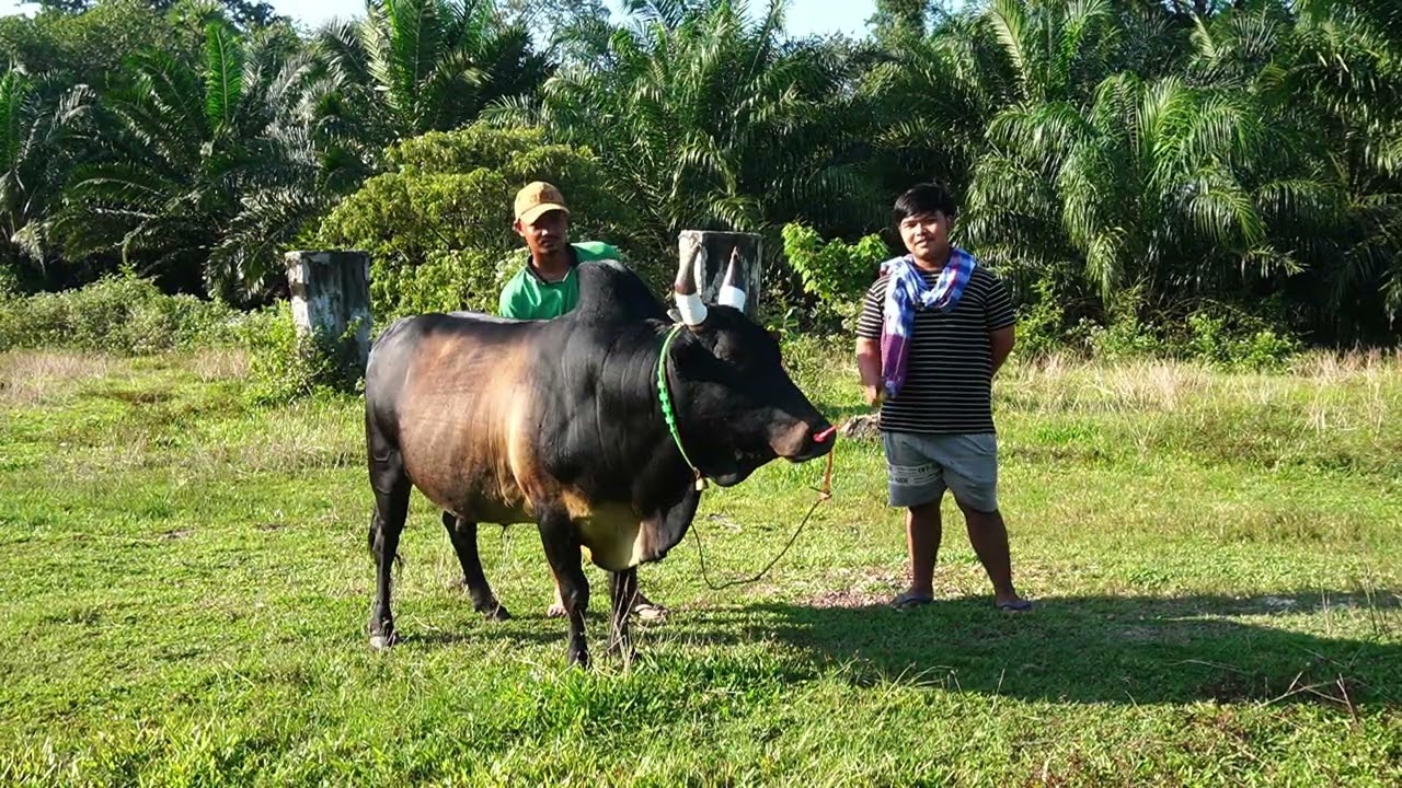 เยี่ยมคอกวัวชน สนามทรายขาว โหนดพรอำนาจ (สายลม)